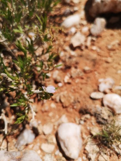 Pogonospermum australe, photographed by Ricus Nel