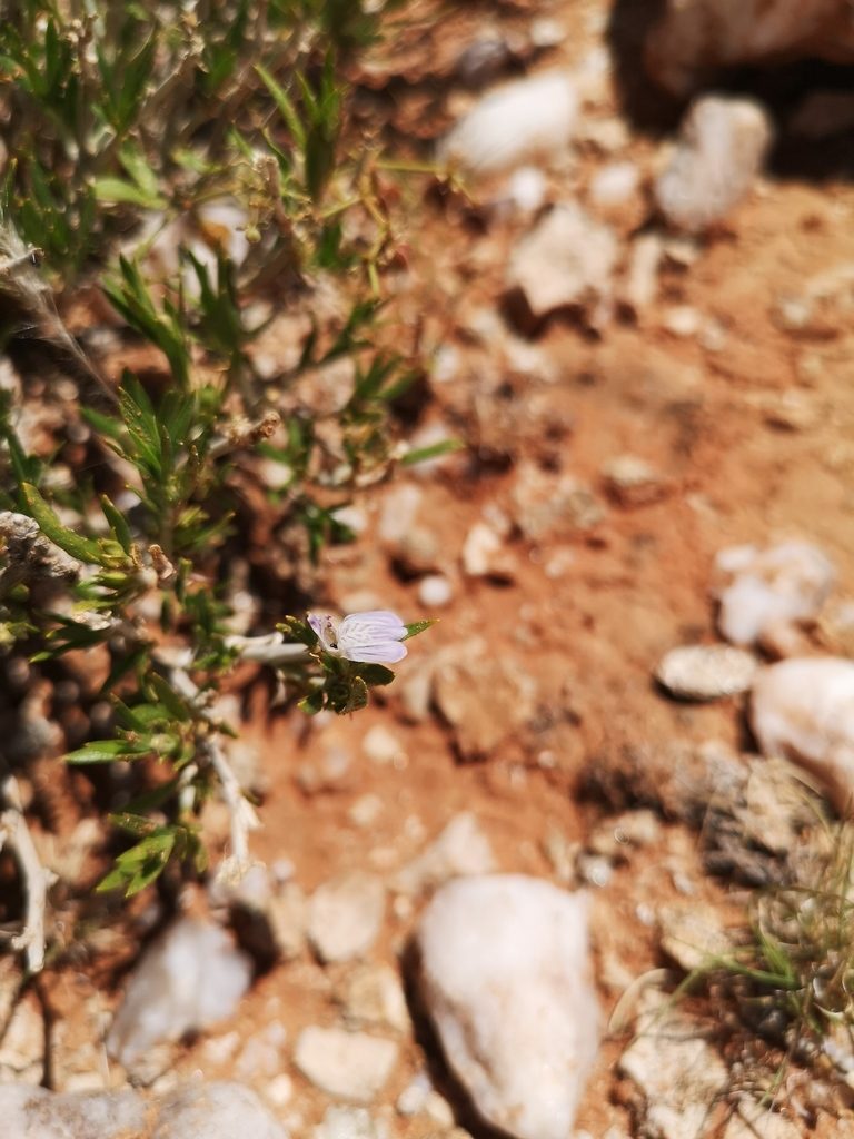 Pogonospermum australe, photographed by Ricus Nel