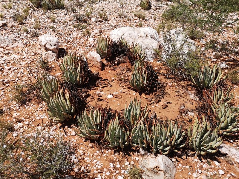 Aloe claviflora, photographed by Ricus Nel