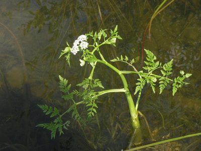 Oenanthe aquatica, photographed by Oleg Kosterin