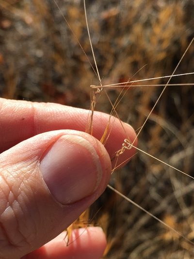 Aristida tuberculosa, photographed by Becky Dill