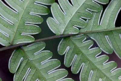 Pteris linearis, photographed by Agnes Trekker