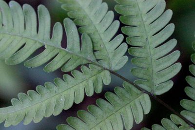 Pteris linearis, photographed by Agnes Trekker