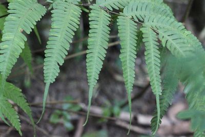 Pteris linearis, photographed by Agnes Trekker