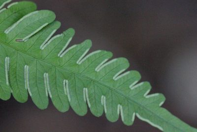 Pteris linearis, photographed by Agnes Trekker