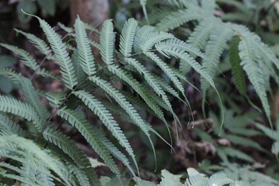 Pteris linearis, photographed by Agnes Trekker