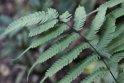 Pteris linearis, photographed by Agnes Trekker