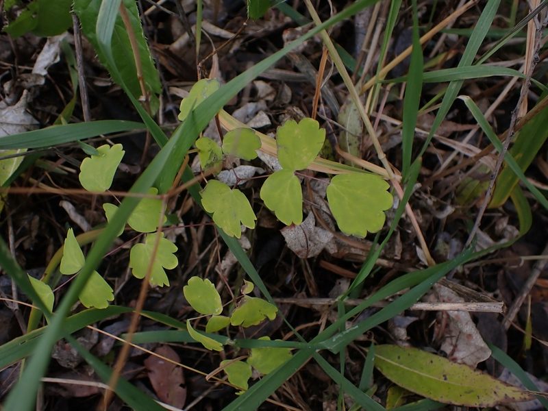 Thalictrum venulosum, photographed by Mary Krieger