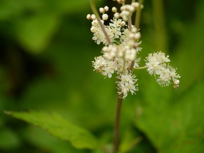Filipendula vestita, photographed by Dinesh Valke