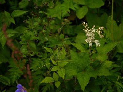 Filipendula vestita, photographed by Dinesh Valke