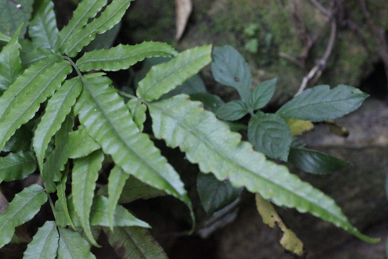 Bolbitis subcordata, photographed by Agnes Trekker
