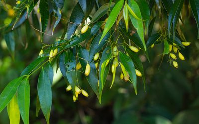 Myrcia splendens, photographed by Denis Zabin