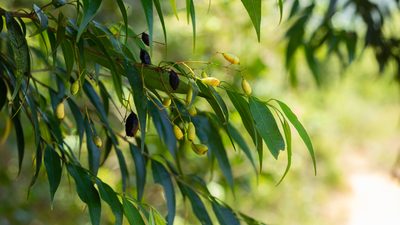 Myrcia splendens, photographed by Denis Zabin