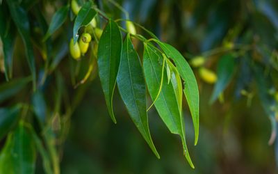 Myrcia splendens, photographed by Denis Zabin