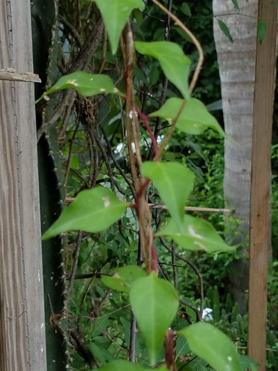 Anredera vesicaria, photographed by johnyochum