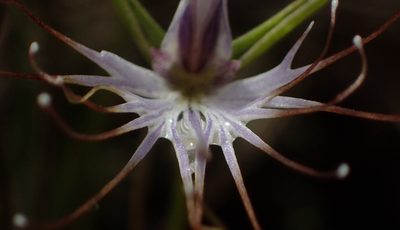 Holothrix etheliae, photographed by Nicola van Berkel