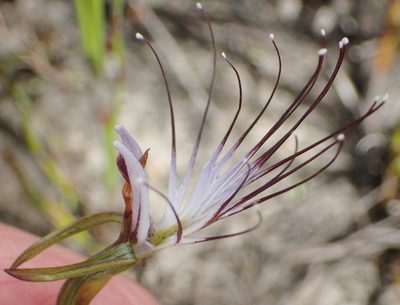Holothrix etheliae, photographed by Nicola van Berkel