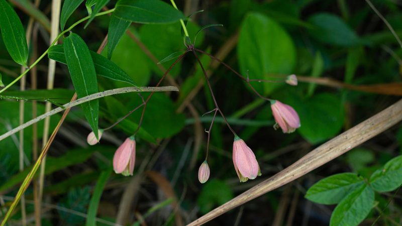 Bomarea edulis, photographed by Denis Zabin