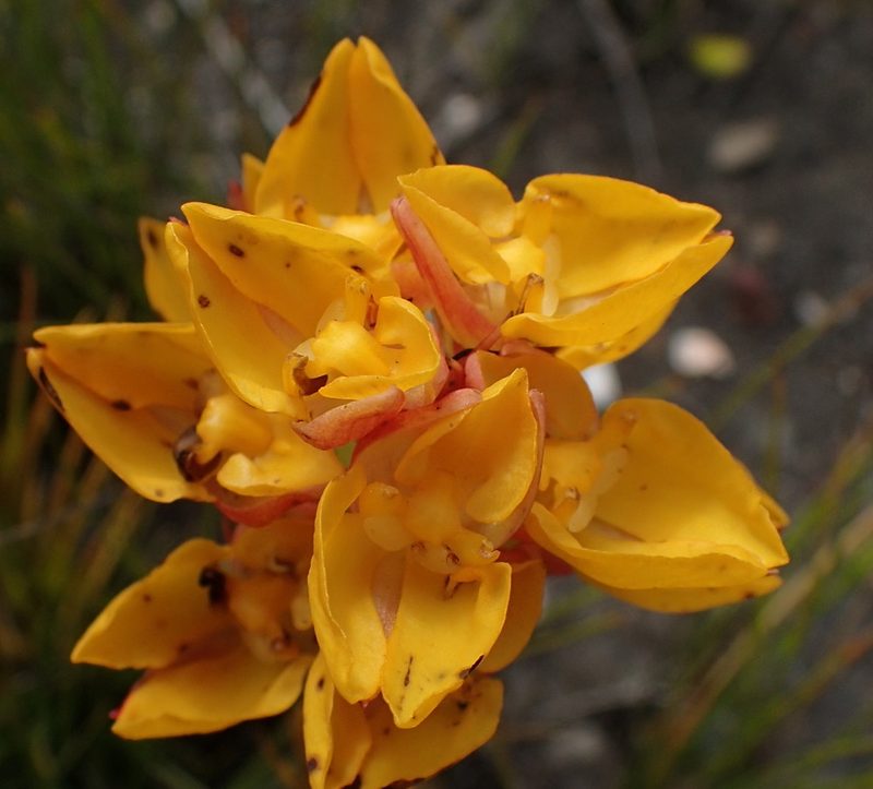 Ceratandra grandiflora, photographed by Nicola van Berkel