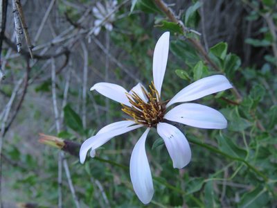Mutisia spinosa, photographed by Nicolas Olejnik