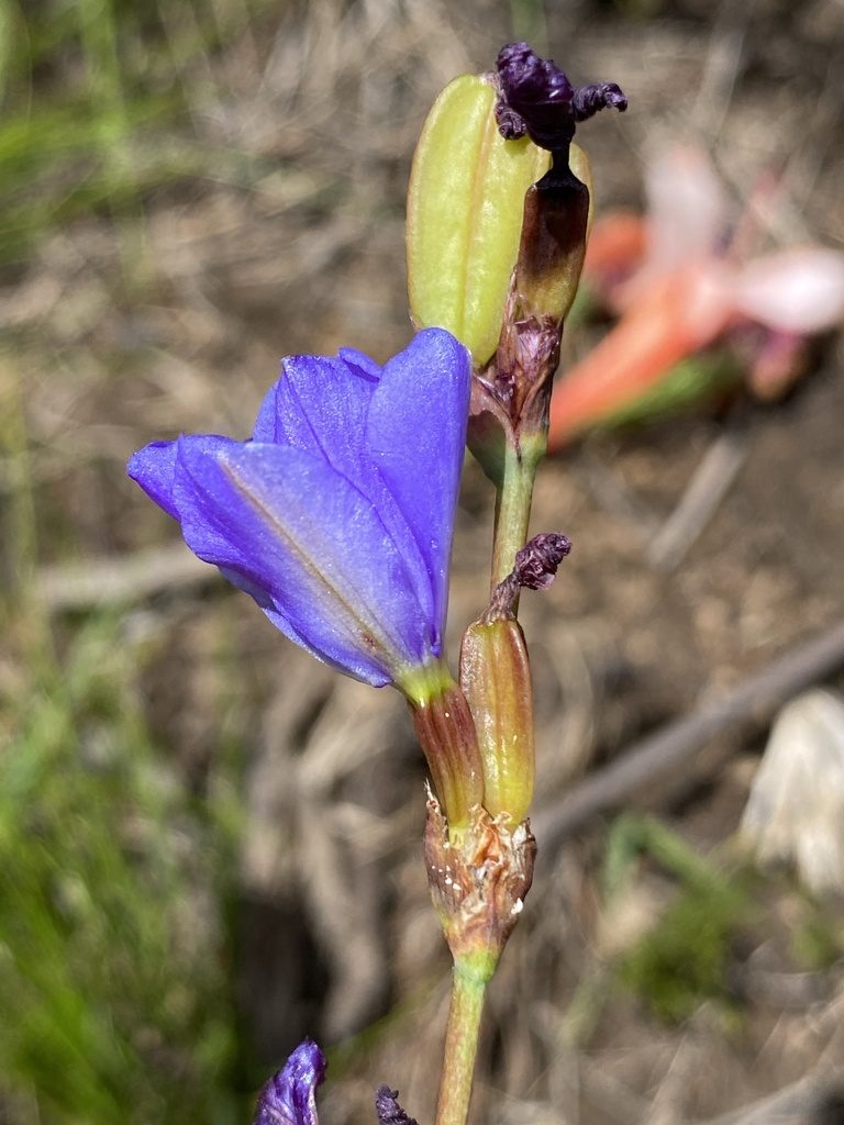 Aristea rufobracteata, photographed by Dave U