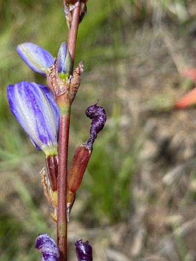 Aristea rufobracteata, photographed by Dave U