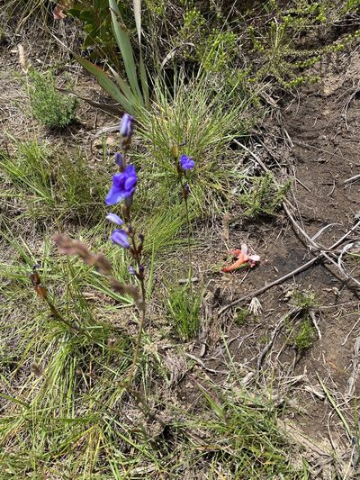 Aristea rufobracteata, photographed by Dave U