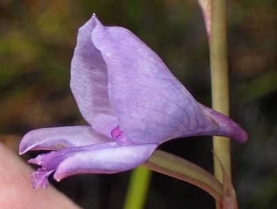 Disa hians, photographed by Nicola van Berkel