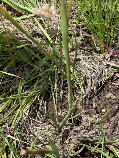 Aristea rufobracteata, photographed by Dave U
