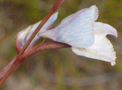 Disa hians, photographed by Nicola van Berkel