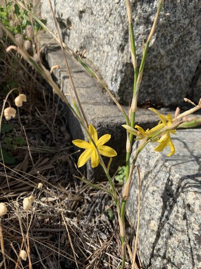 Moraea virgata, photographed by Dave Richardson