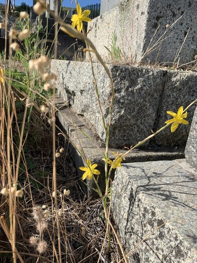 Moraea virgata, photographed by Dave Richardson