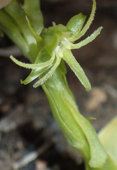 Habenaria lithophila, photographed by Nicola van Berkel