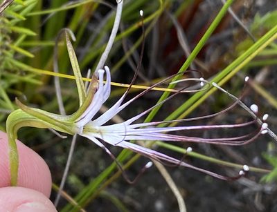 Holothrix etheliae, photographed by Dave U