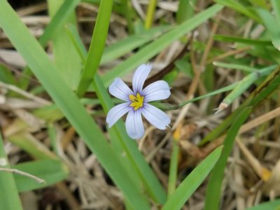 Sisyrinchium biforme, photographed by johnyochum