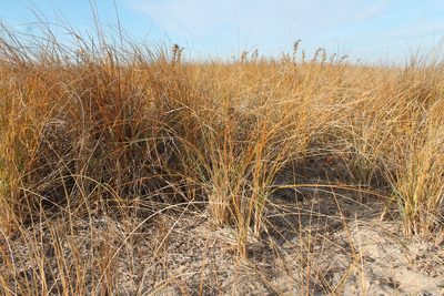 Calamagrostis breviligulata, photographed by Violet T.