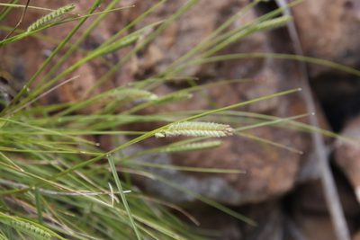 Tribolium brachystachyum, photographed by Tony Rebelo