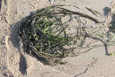 Zostera marina, photographed by Violet T.