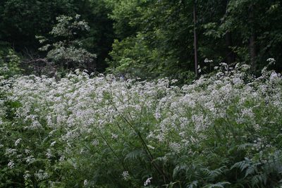 Chaerophyllum aureum, photographed by Oleg Kosterin