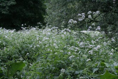 Chaerophyllum aureum, photographed by Oleg Kosterin