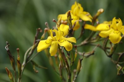 Moraea ramosissima, photographed by Tony Rebelo