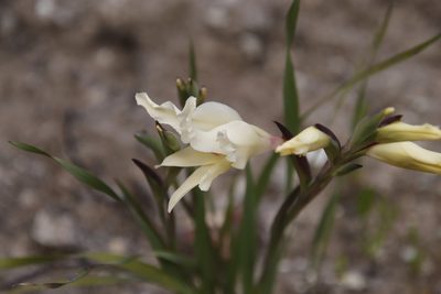 Gladiolus undulatus, photographed by Tony Rebelo