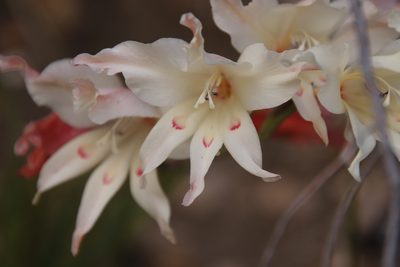 Gladiolus undulatus, photographed by Tony Rebelo