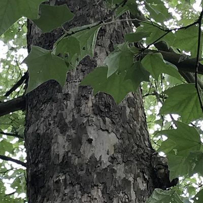 Platanus rzedowskii, photographed by Adriana Nelly Correa Sandoval