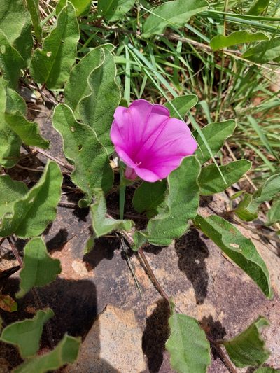 Ipomoea oblongata, photographed by Manuel R Popp