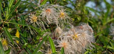 Clematis campestris, photographed by Matías