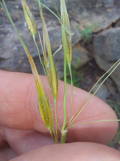 Tristachya biseriata, photographed by Manuel R Popp