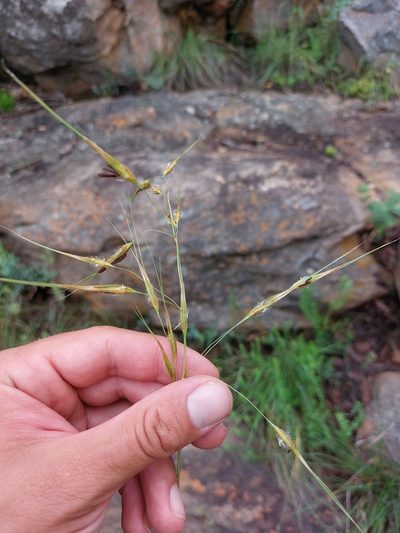 Tristachya biseriata, photographed by Manuel R Popp