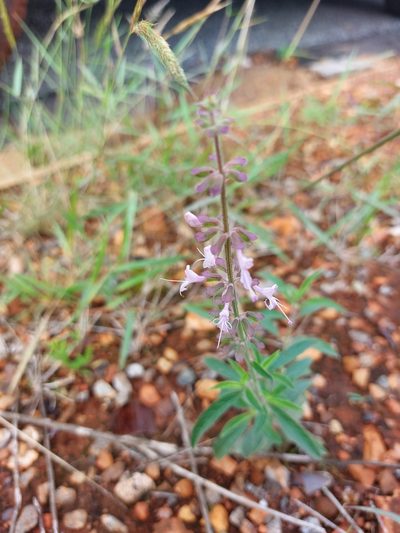 Syncolostemon canescens, photographed by Manuel R Popp
