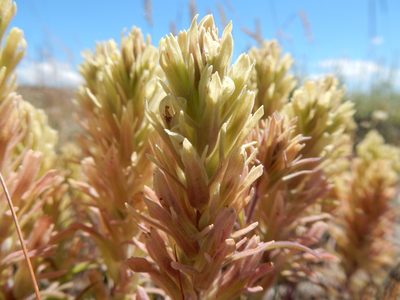 Castilleja pallescens, photographed by Matt Lavin
